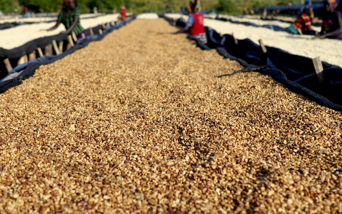 Gesha Village Illubabor Forest Honey
